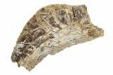 Partial, Tyrannosaur (Nanotyrannus?) Tooth - Montana #204243-1